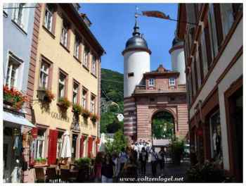 Le jardin historique du Château de Heidelberg, une merveille botanique