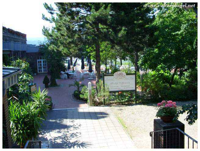 Vignobles en terrasses autour de Bingen