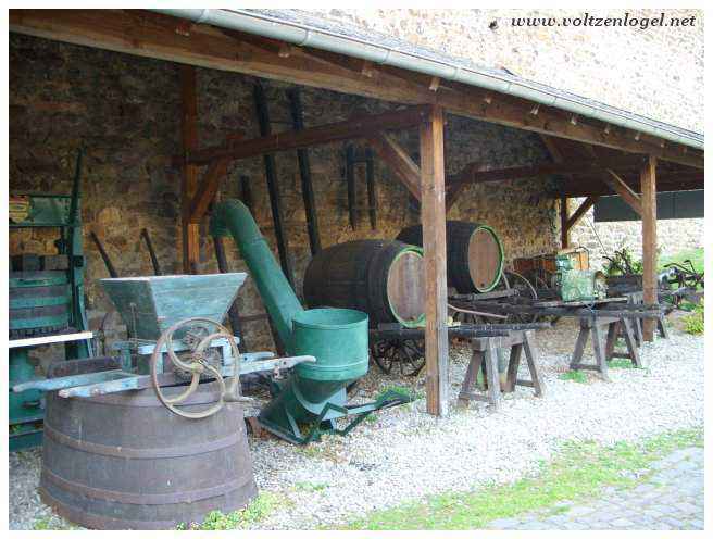 Vignobles de Rheingau : Paysages vallonnés et verdoyants.