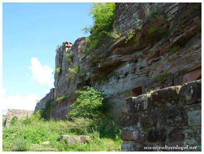 Ruines du Château Fleckenstein se fondant dans le paysage alsacien.