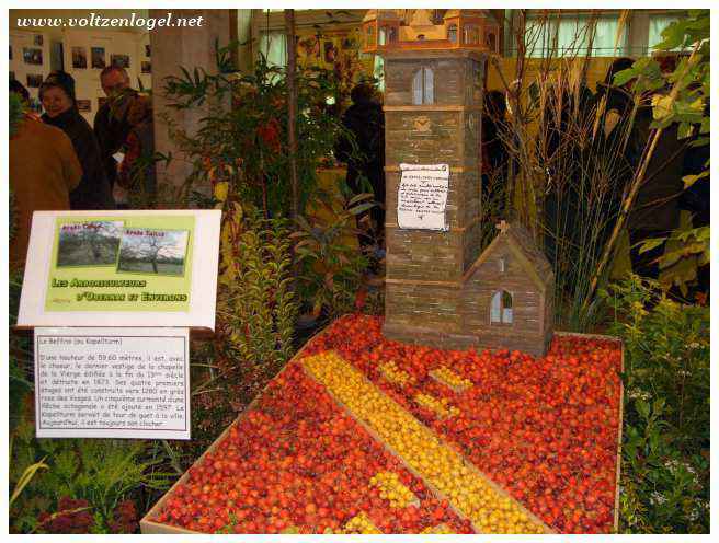 Vue panoramique d'Obernai, charmante ville médiévale au cœur de l'Alsace