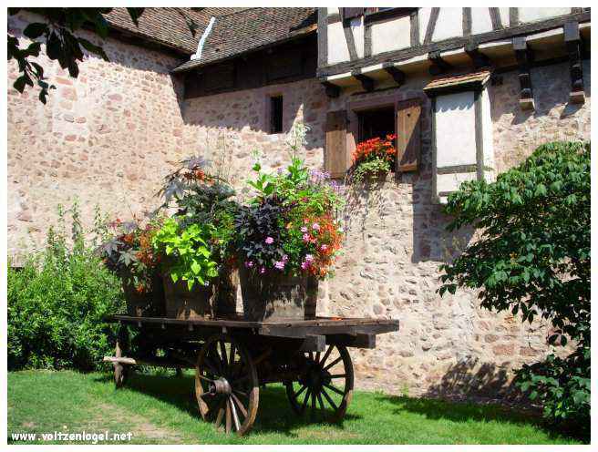 Riquewihr en Alsace: Maisons à colombages au cœur des vignobles.
