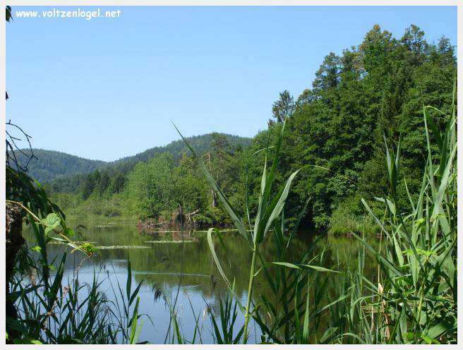 Château de Moosburg illuminé près du lac - destination autrichienne captivante