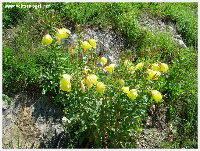 Pötschach lac de Woerth