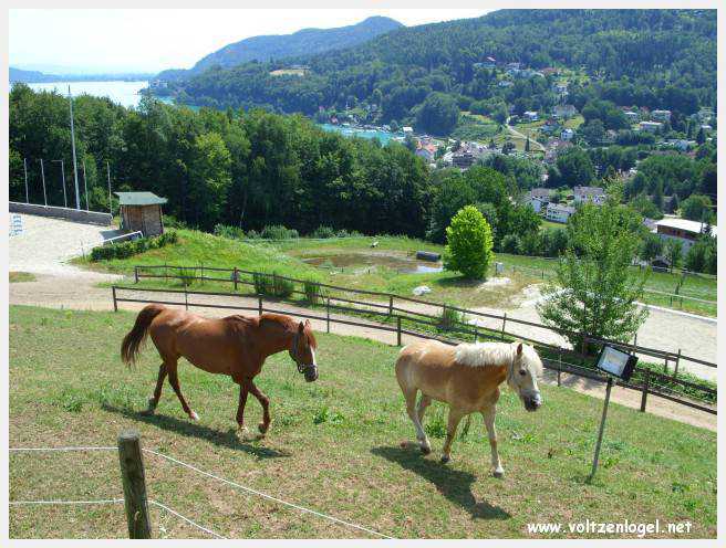 Vue panoramique du lac Wörthersee, une oasis naturelle au cœur de Reifnitz.