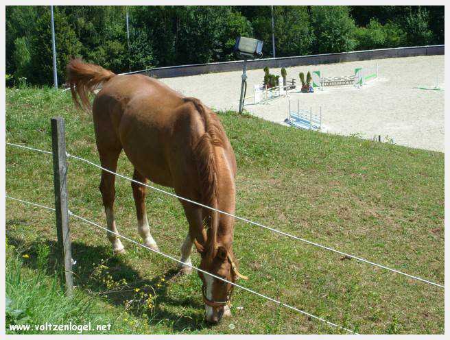 Vue panoramique du lac Wörthersee, une oasis naturelle au cœur de Reifnitz.