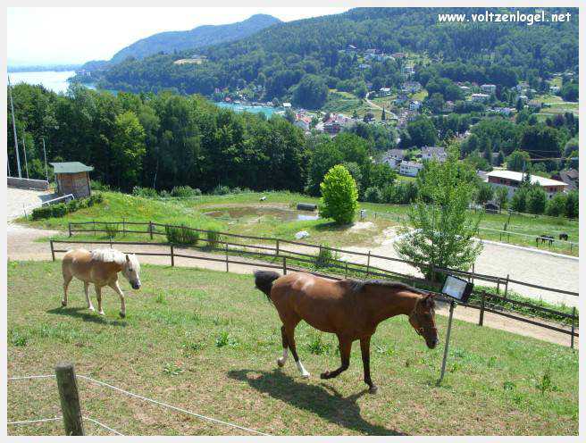 Vue panoramique du lac Wörthersee, une oasis naturelle au cœur de Reifnitz.