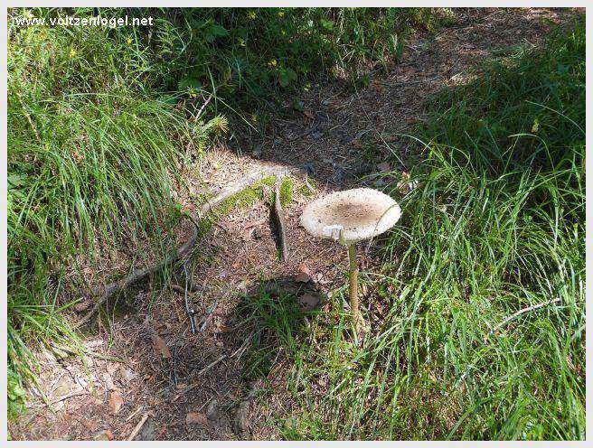 Sentier du Klammweg offrant une vue sur la gorge du château à Mieming.