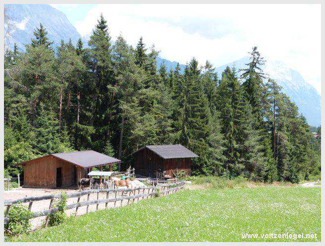 Vue panoramique depuis la ferme auberge Marienbergalm, Obsteig, Alpes du Tyrol
