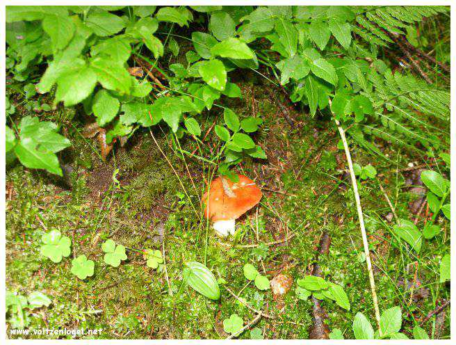 Vue panoramique du lac Piburgersee au cœur des Alpes autrichiennes.
