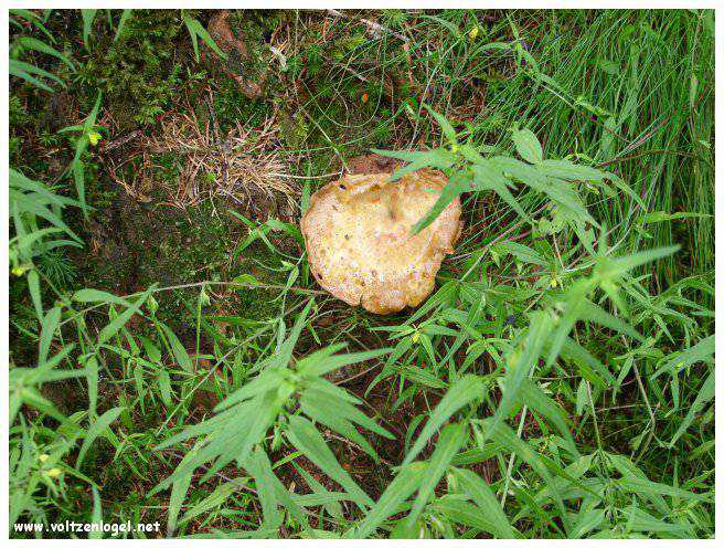 Vue panoramique du lac Piburgersee au cœur des Alpes autrichiennes.