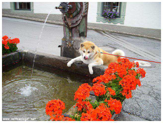 Vue panoramique du lac Piburgersee au cœur des Alpes autrichiennes.