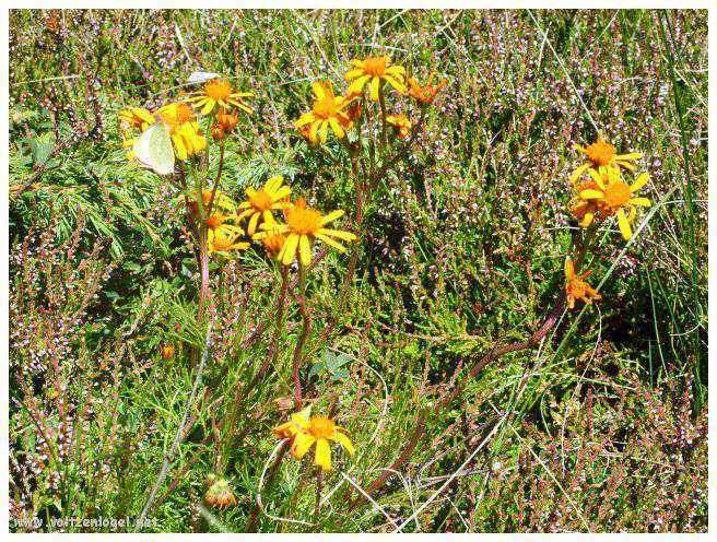 Vue majestueuse sur les sommets alpins de la Vallée Ötztal.