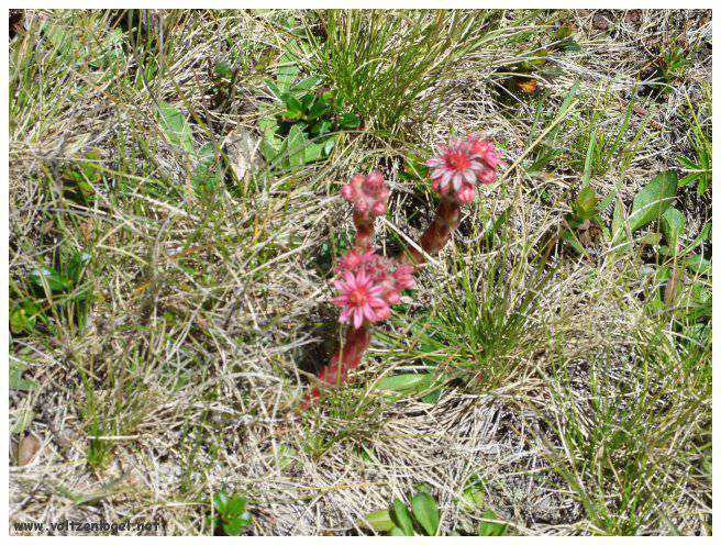 Vue majestueuse sur les sommets alpins de la Vallée Ötztal.