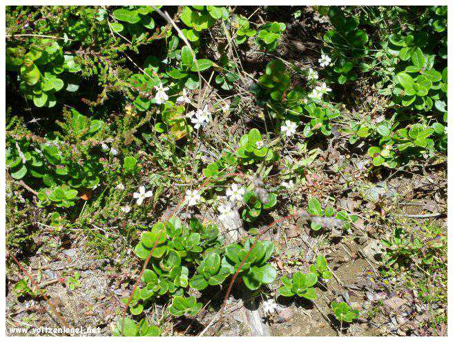 Vue majestueuse sur les sommets alpins de la Vallée Ötztal.