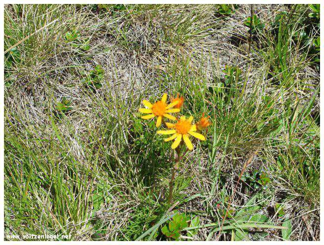 Vue majestueuse sur les sommets alpins de la Vallée Ötztal.