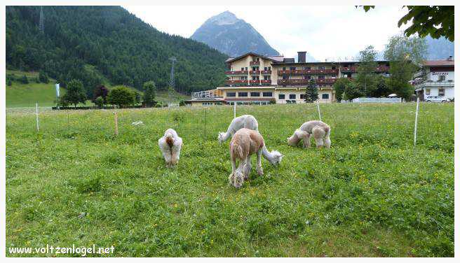Vue panoramique du lac Achen entouré des sommets alpins, emblématique de Pertisau