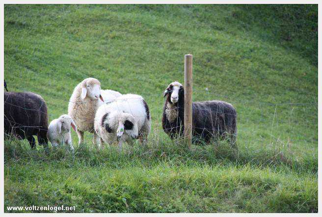 Exploration des trésors cachés de Gosau dans le Salzkammergut.