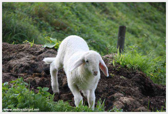 Exploration des trésors cachés de Gosau dans le Salzkammergut.