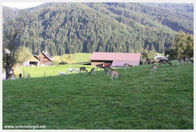 Exploration des trésors cachés de Gosau dans le Salzkammergut.