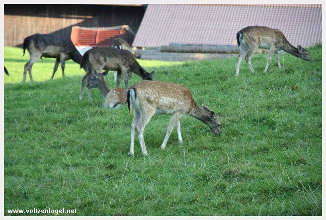 Exploration des trésors cachés de Gosau dans le Salzkammergut.