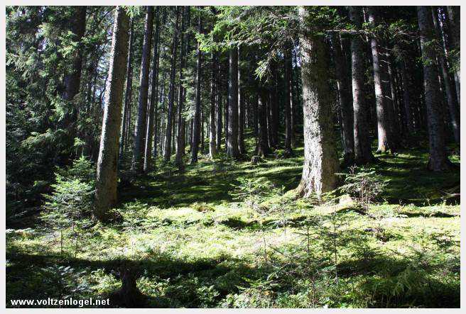 Exploration des trésors cachés de Gosau dans le Salzkammergut.