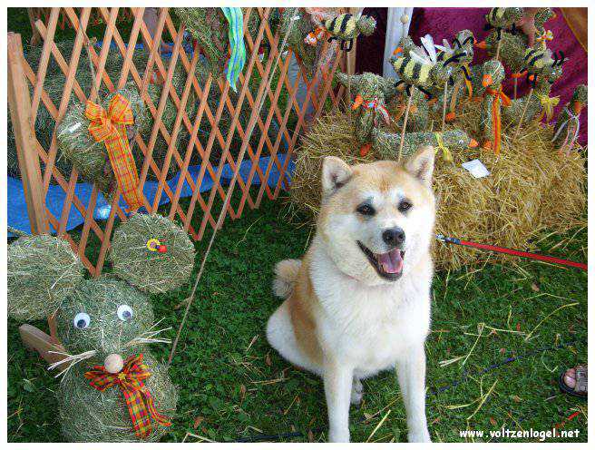 Explorez la beauté naturelle de MondSeeLand.