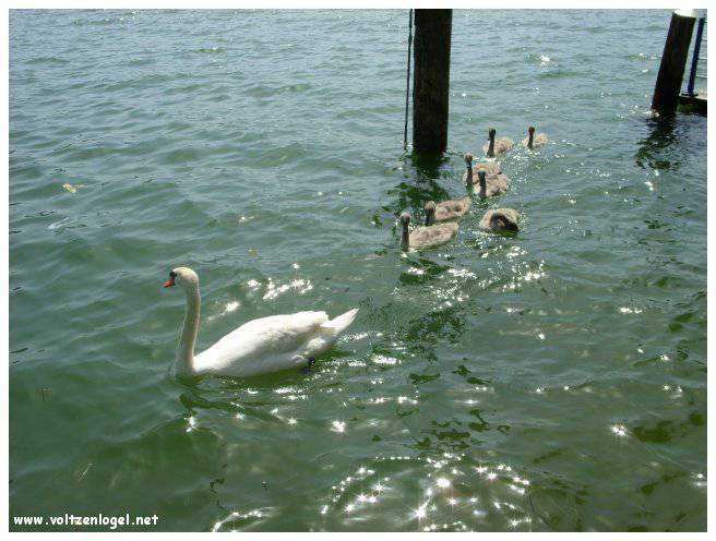 Explorez la beauté naturelle de MondSeeLand.