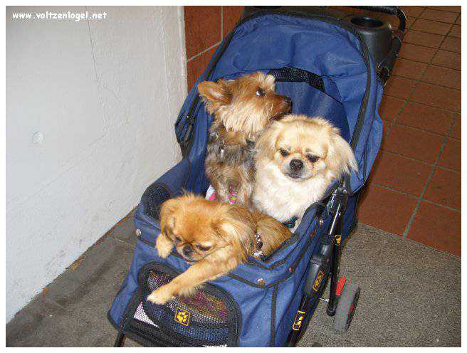 Vue panoramique du lac Traunsee et des Alpes de Salzbourg, symboles de la beauté naturelle autrichienne.