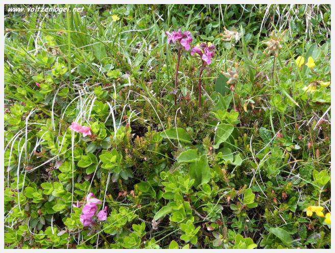 Panorama hivernal de Schlick2000, avec des skieurs dévalant les pistes enneigées des Alpes autrichiennes