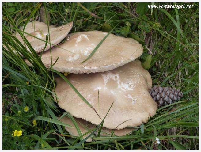 Panorama hivernal de Schlick2000, avec des skieurs dévalant les pistes enneigées des Alpes autrichiennes