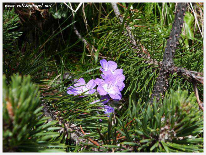 Panorama hivernal de Schlick2000, avec des skieurs dévalant les pistes enneigées des Alpes autrichiennes
