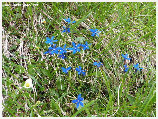 Panorama hivernal de Schlick2000, avec des skieurs dévalant les pistes enneigées des Alpes autrichiennes