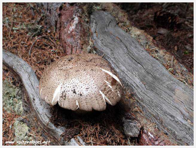 Vue panoramique depuis le téléphérique du Serles à Mieders, Vallée du Stubai