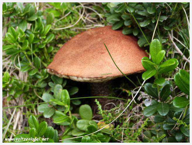 Vue panoramique depuis le téléphérique du Serles à Mieders, Vallée du Stubai