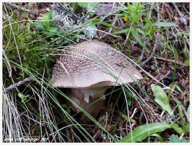Vue panoramique depuis le téléphérique du Serles à Mieders, Vallée du Stubai