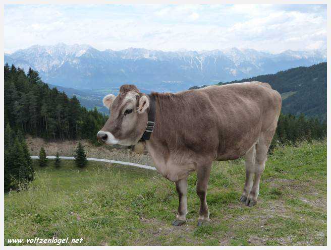 Serlesbahnen Mieders. Bergstation Koppeneck. Une vache alpine pose pour nous !