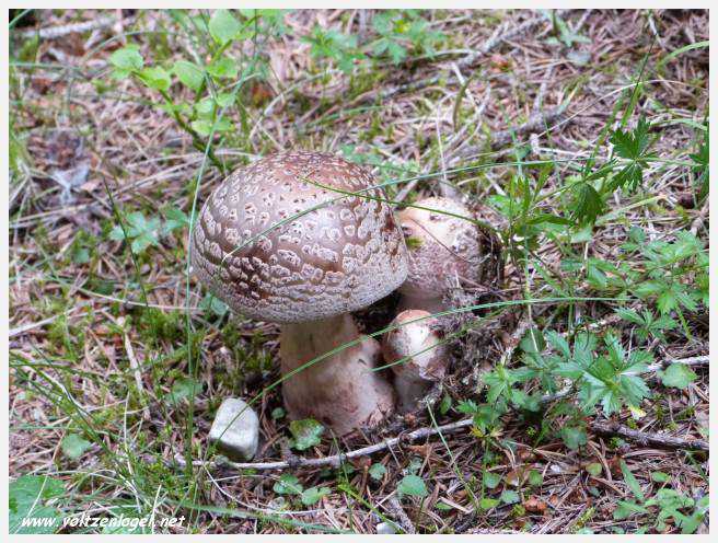 Vue panoramique depuis le téléphérique du Serles à Mieders, Vallée du Stubai