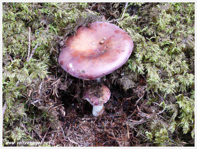 Vue panoramique depuis le téléphérique du Serles à Mieders, Vallée du Stubai