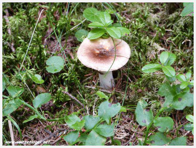 Vue panoramique depuis le téléphérique du Serles à Mieders, Vallée du Stubai