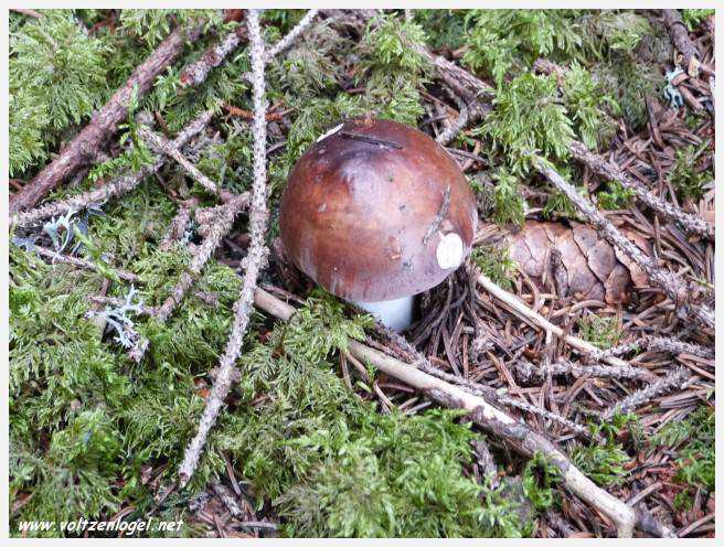 Vue panoramique depuis le téléphérique du Serles à Mieders, Vallée du Stubai
