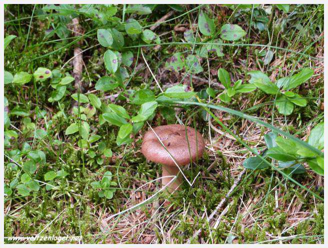Vue panoramique depuis le téléphérique du Serles à Mieders, Vallée du Stubai