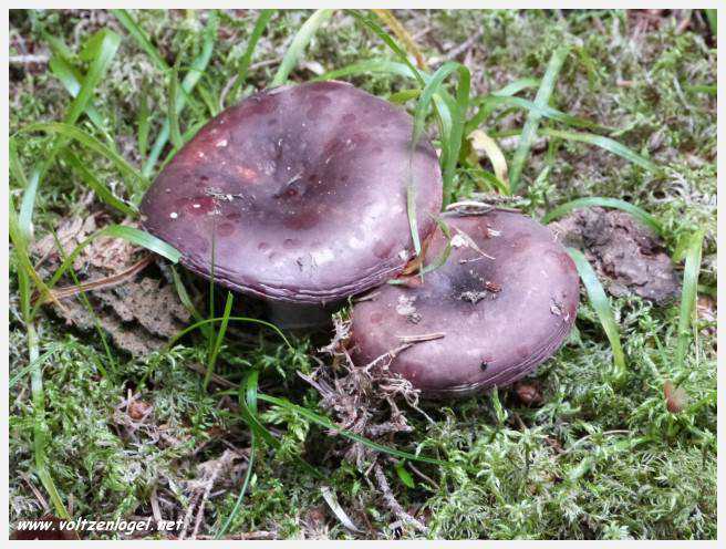 Vue panoramique depuis le téléphérique du Serles à Mieders, Vallée du Stubai