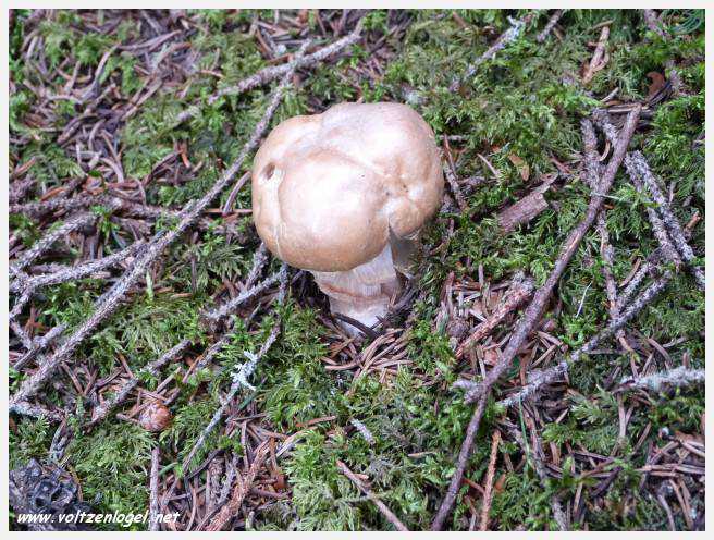 Vue panoramique depuis le téléphérique du Serles à Mieders, Vallée du Stubai