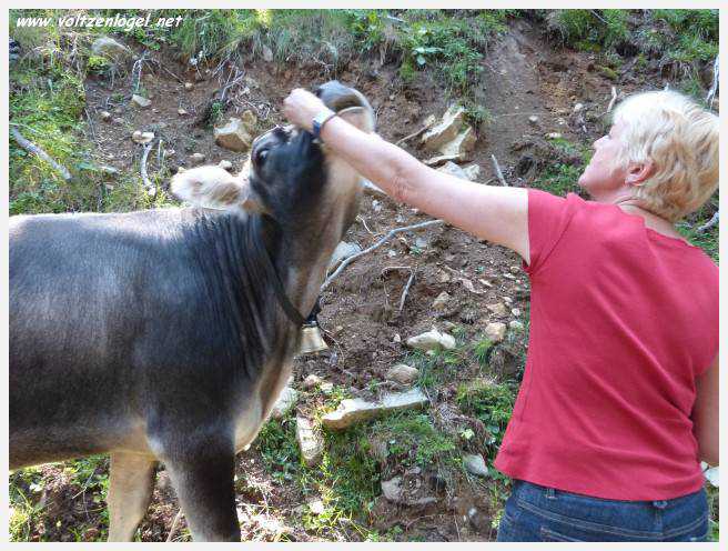 Vue panoramique des montagnes alpines de Neustift au Stubaital