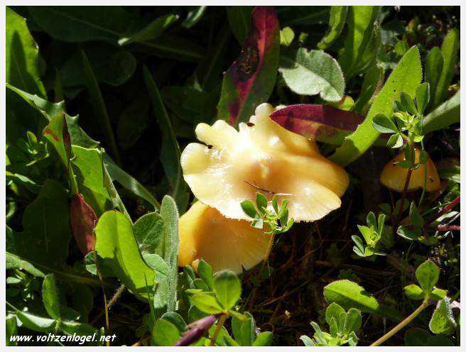 Vue panoramique des montagnes alpines de Neustift au Stubaital