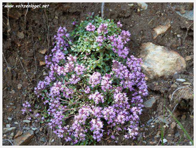 Vue panoramique des montagnes alpines de Neustift au Stubaital