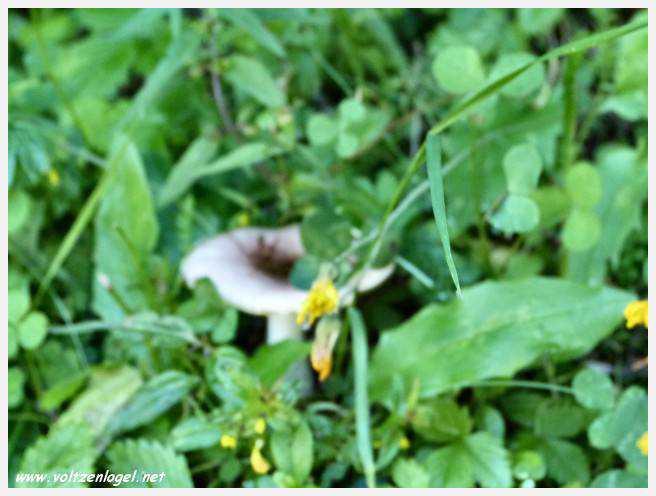 Vue panoramique des montagnes alpines de Neustift au Stubaital