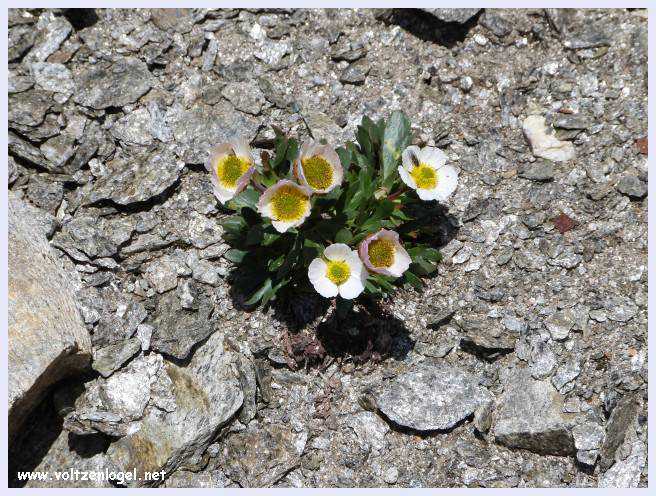 Une vue panoramique du Stubai Glacier, avec ses sommets enneigés et ses sentiers de randonnée pittoresques.