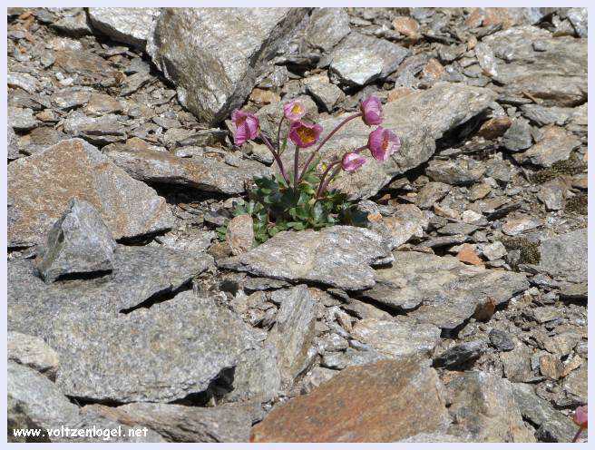 Une vue panoramique du Stubai Glacier, avec ses sommets enneigés et ses sentiers de randonnée pittoresques.